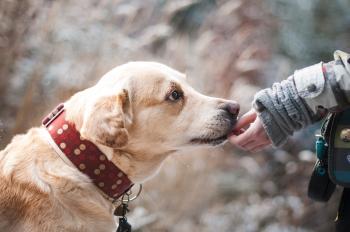 images/galerie//dog-g6b8756f6e_1920.jpg